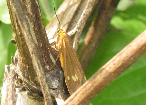 Dysauxes ancilla, Erebidae